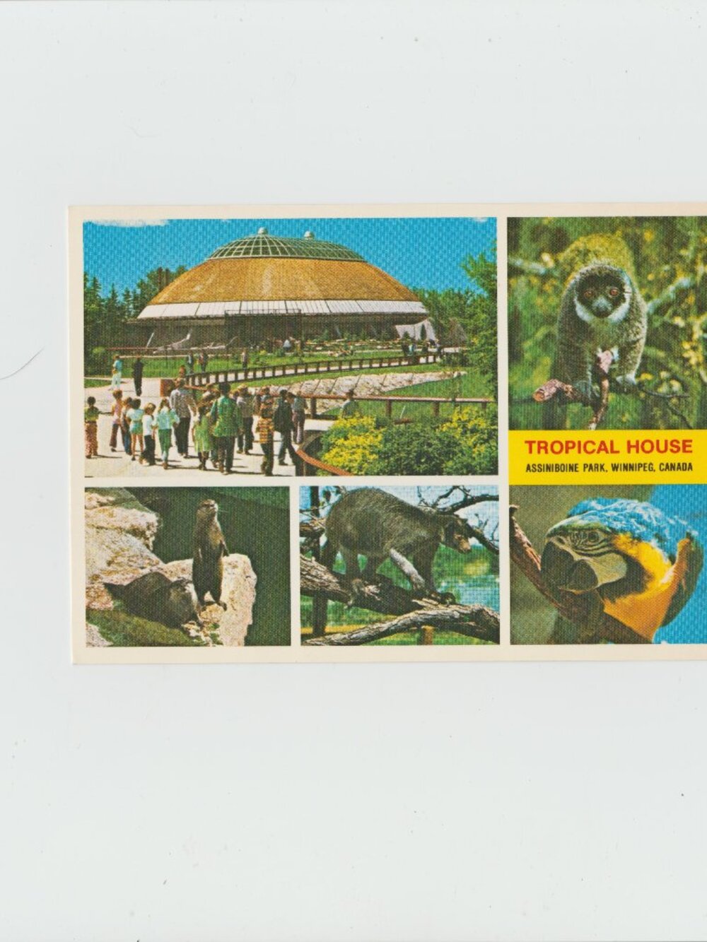 Tropical House Assinibone Park, Winnipeg, Canada  Postcard